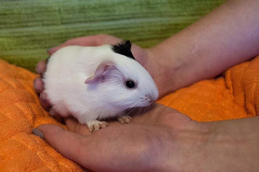 Prodám mláďata morčete