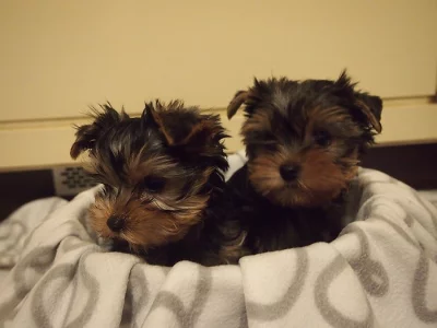 štěňátka Jorkšírka