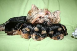 Pejsek jorkšírského teriéra s PP