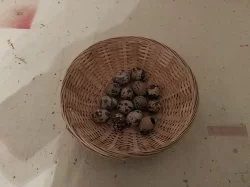 Křepelčí vajíčka