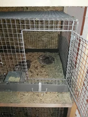 Křepelčí vajíčka