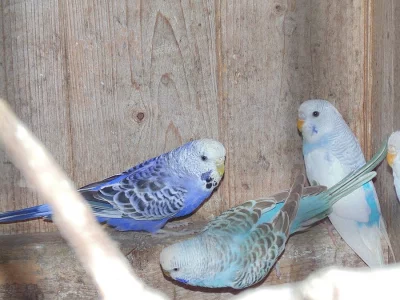 Andulky, korely, rozely, pyrurry a mníšci: