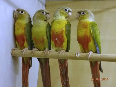 Koupím nebo vyměním pyrury zelenolící (0,2 skořicová)