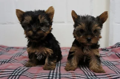 Jorkšírský teriér