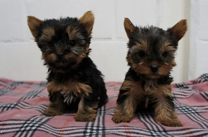 Jorkšírský teriér