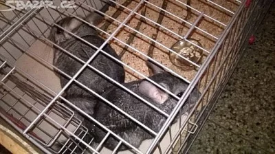 Prodám dvě činčily