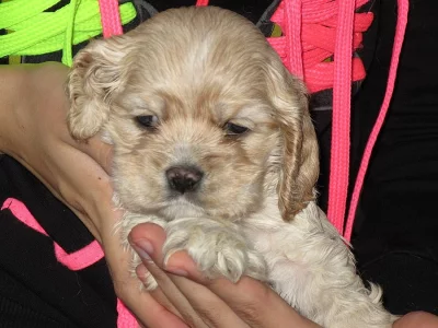 Americký kokršpaněl