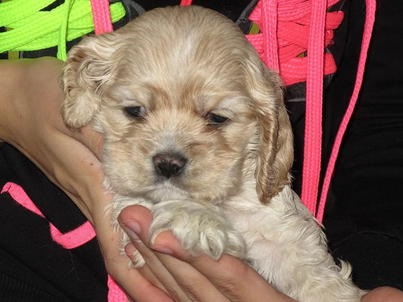 Americký kokršpaněl