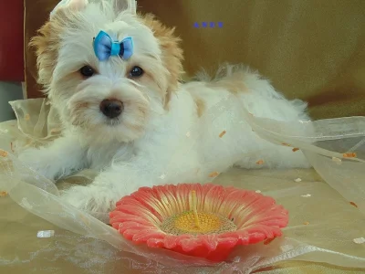 Golddust jorkšírský teriér s PP