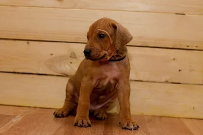 Rhodéský ridgeback štěňátka s PP