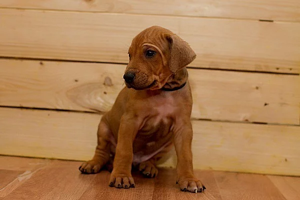 Rhodéský ridgeback štěňátka s PP