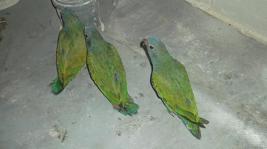 Amazonek modrohlavý