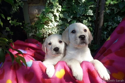 Golden Labrador Puppy
