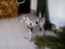 německá doga šteňe
