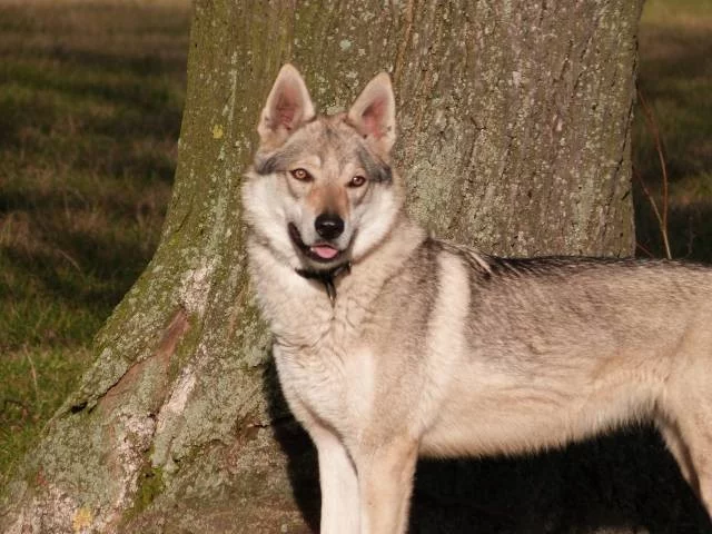 Štěně československého vlčáka