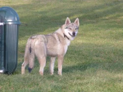 Štěně československého vlčáka