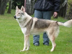 Štěně československého vlčáka