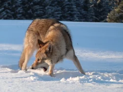 Štěně československého vlčáka