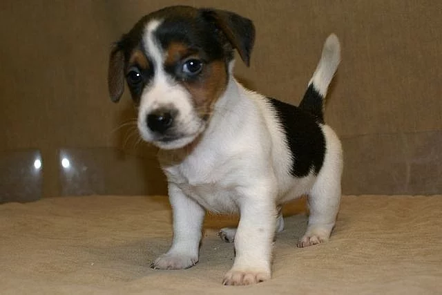 Jack Russell terier štěňátka s PP