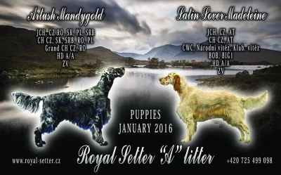 Štěně Anglického setra s PP