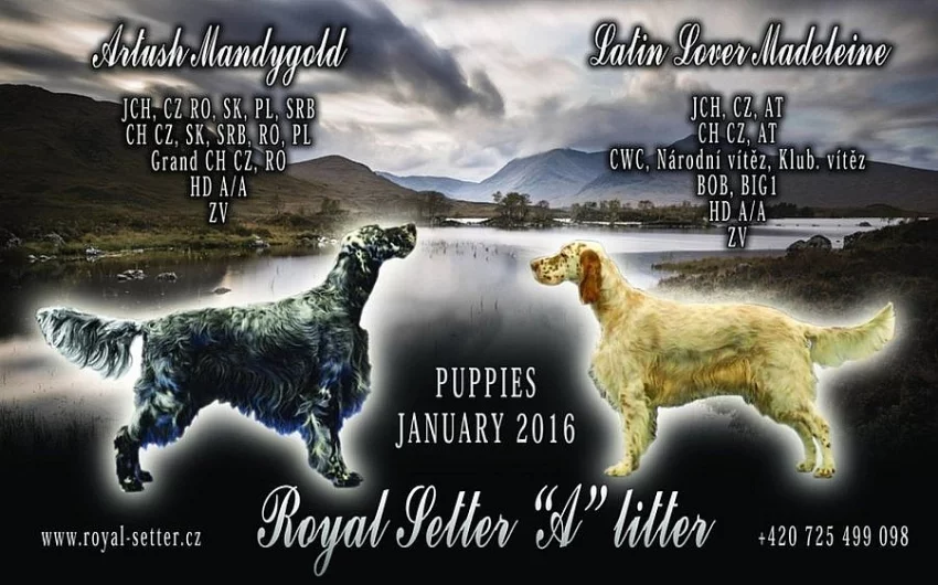 Štěně Anglického setra s PP