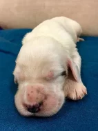 Štěně Anglického setra s PP