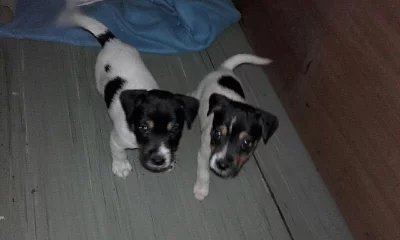 Štěňátka Jack Russel terier