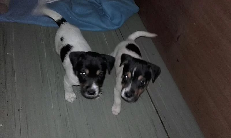 Štěňátka Jack Russel terier