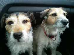 Štěňátka Jack Russel terier