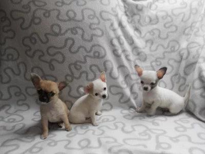 Krásná štěňátka Čivavy bez PP