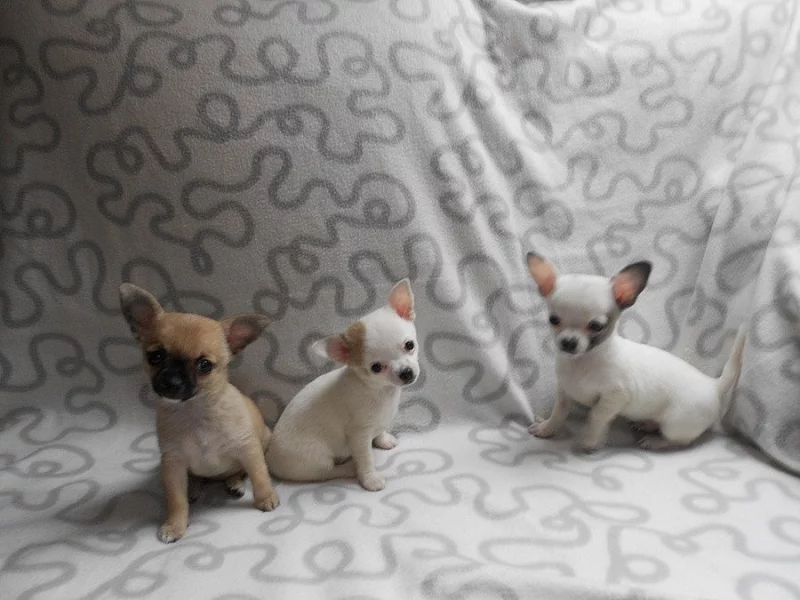 Krásná štěňátka Čivavy bez PP