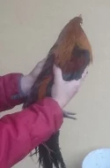Kohoutek lilipuťák