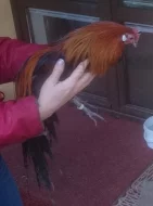 Kohoutek lilipuťák