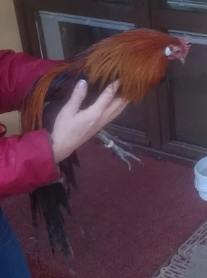 Kohoutek lilipuťák