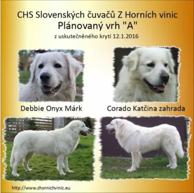 Štěňátka Slovenského čuvače - prodej