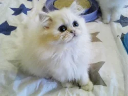 krásné perské koťatka s PP
