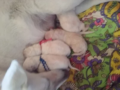 Bílý Švýcarský ovčák