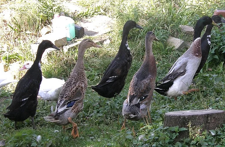 Indický běžec kačeři i kachny