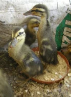 Indický běžec kačeři i kachny