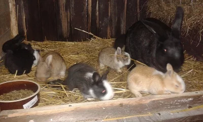 králíci na dokrmení / maso