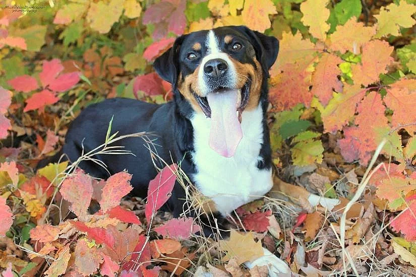 Štěňata Appenzellský salašnický pes