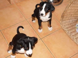 Štěňata Appenzellský salašnický pes