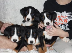 Štěňata Appenzellský salašnický pes