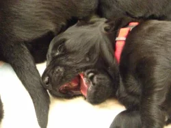 Černá štěňata Flat Coated Retrievera s PP