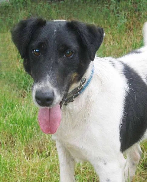 Přátelský Pancho hledá nový domov