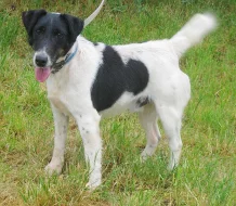 Přátelský Pancho hledá nový domov