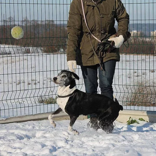 Milá kříženka Ufo hledá nový domov