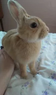Zakrslý králík - krytí