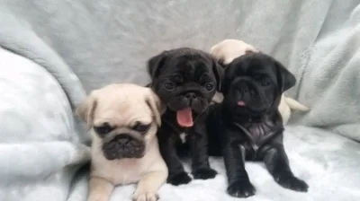 Mops na prodej s PP