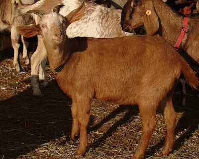 Prodám kozu anglonubijskou -  Gina   50 % AN